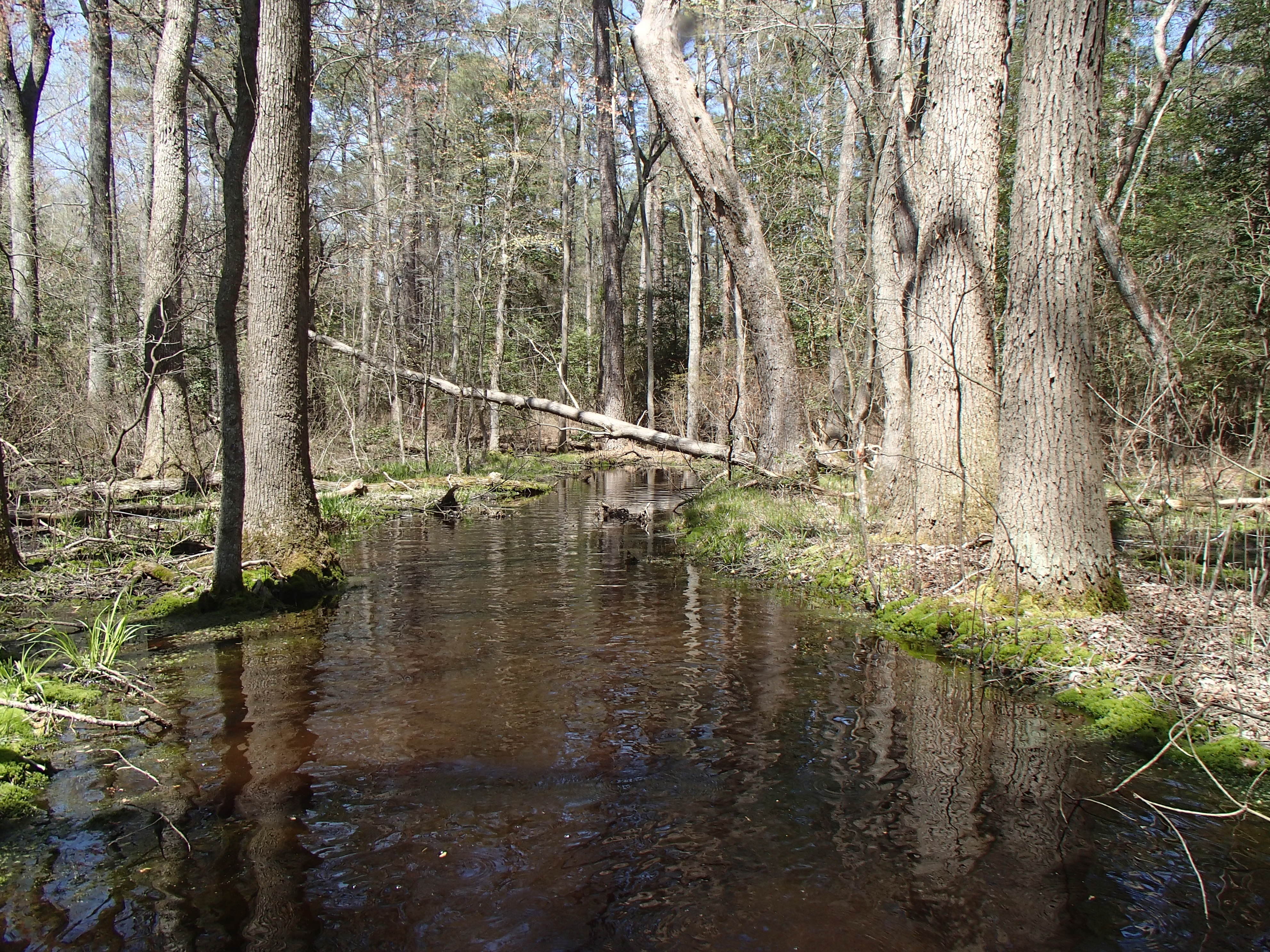 Field photo showing stream conditions at site NASS-108-S-2016_midpoint looking upstream